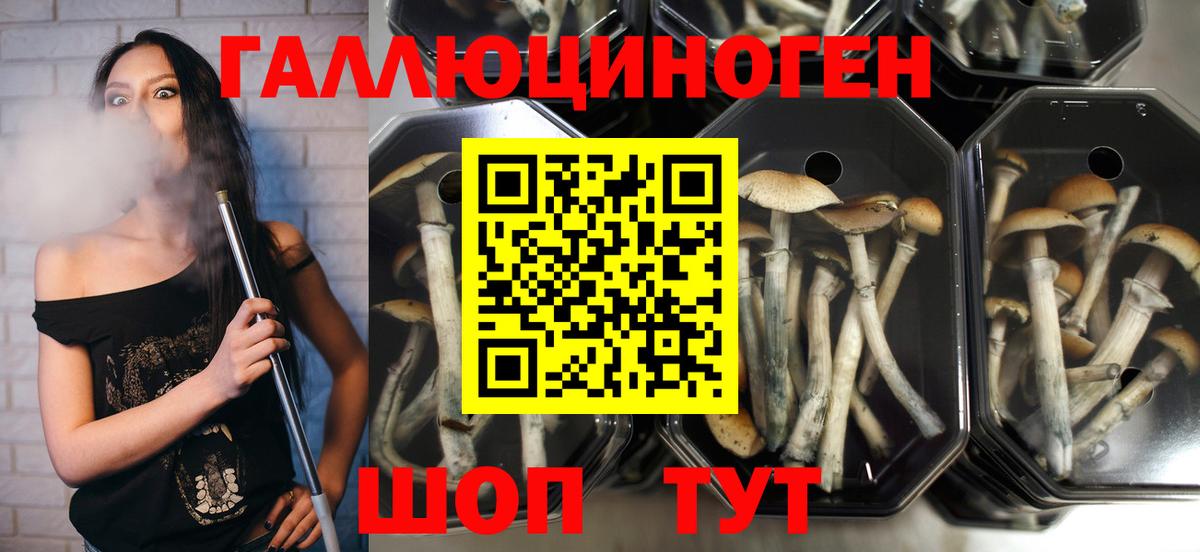 Псилоцибиновые грибы MAGIC MUSHROOMS  Вход с VPN  Верхний Уфалей 